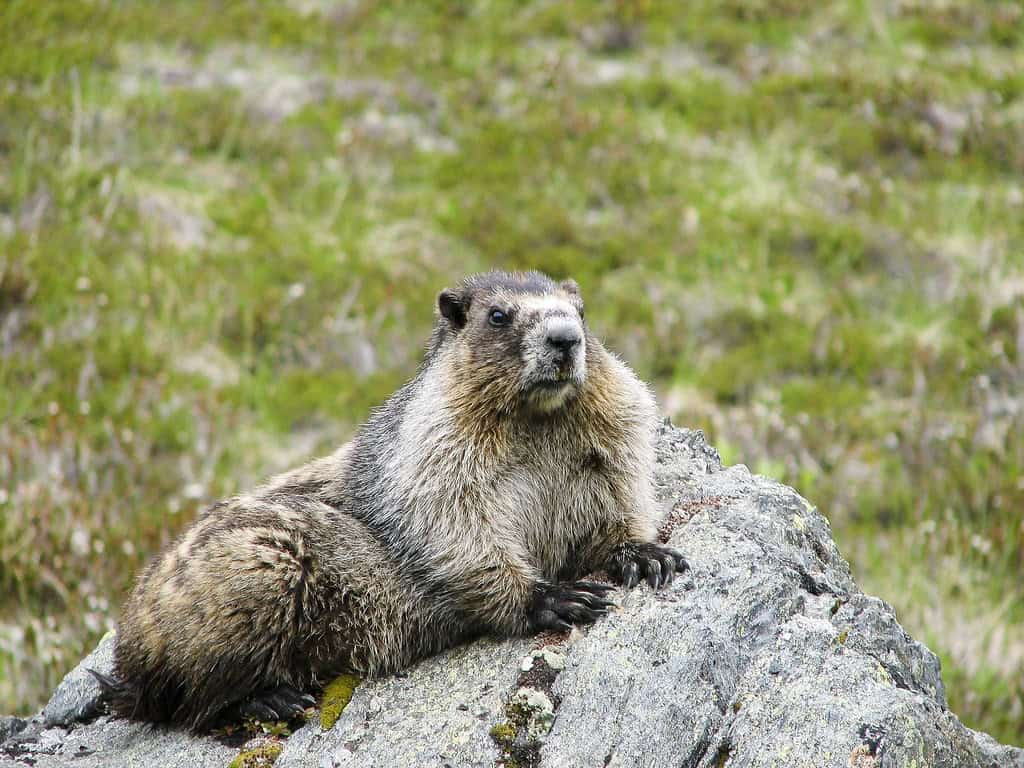 Hoary Marmots (image credits: flickr)