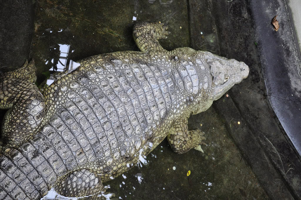 1. Nile Crocodile (image credits: flickr)