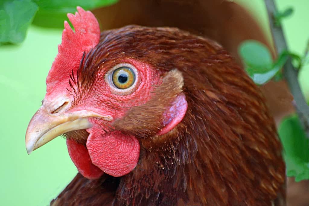 12. They're Surprisingly Intelligent and Trainable (image credits: flickr)