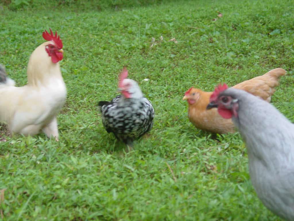 9. They're Low-Maintenance Compared to Traditional Pets (image credits: flickr)