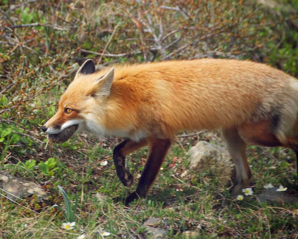 Alaska - The Last Frontier's Fox Paradise (image credits: flickr)