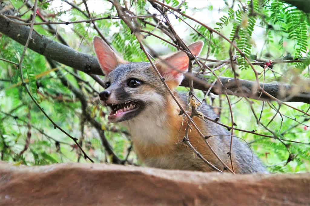 Nevada - Silver State Fox Sanctuary (image credits: flickr)
