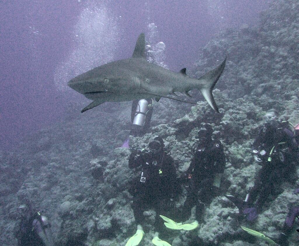 Reef Shark (image credits: flickr)