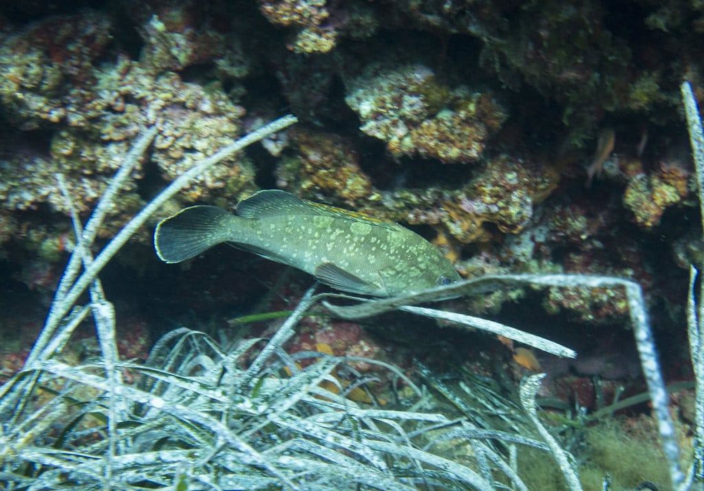 Coral Grouper (image credits: flickr)