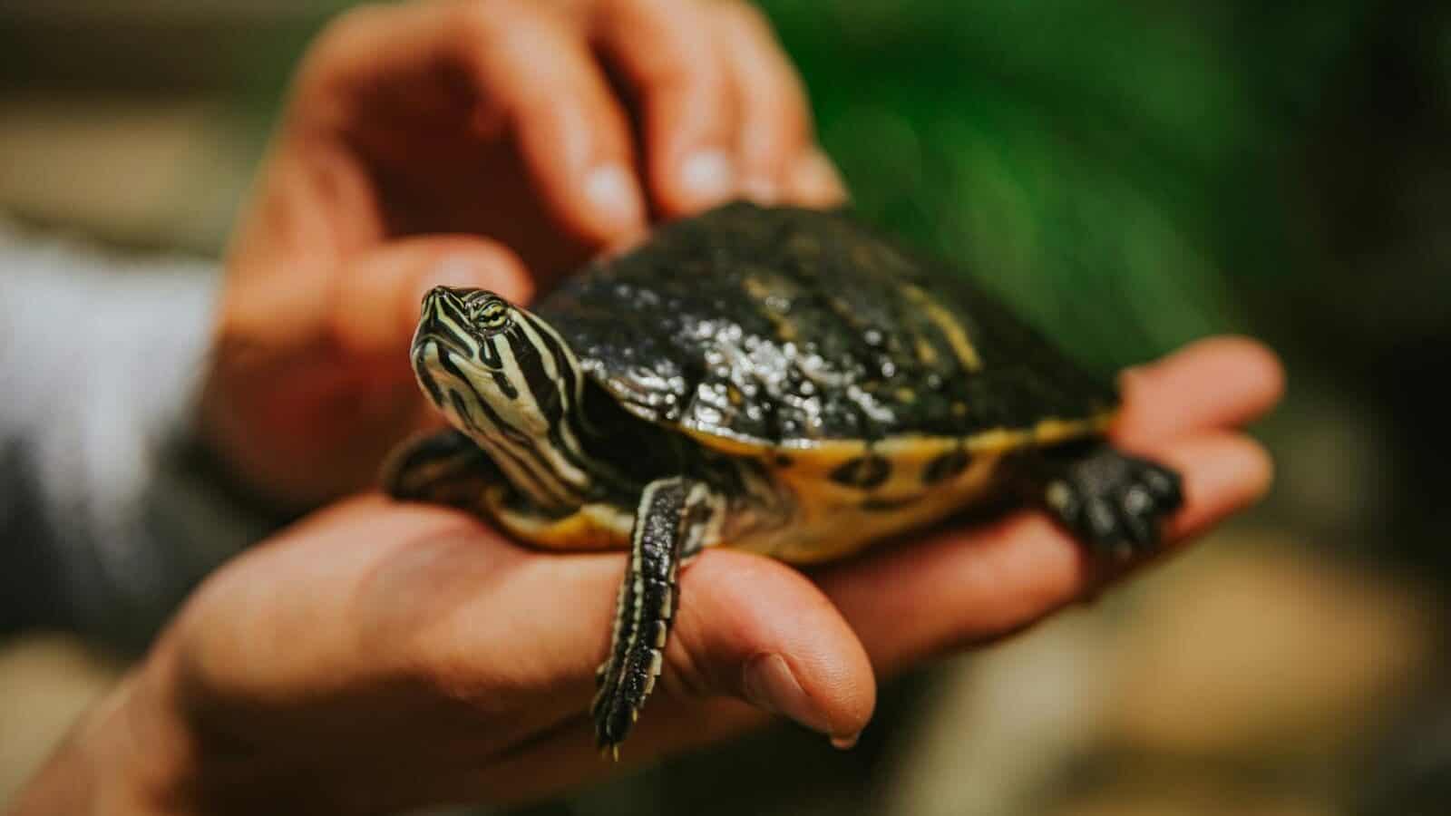 A turtle is carefully held in hands, emphasizing care and nature.