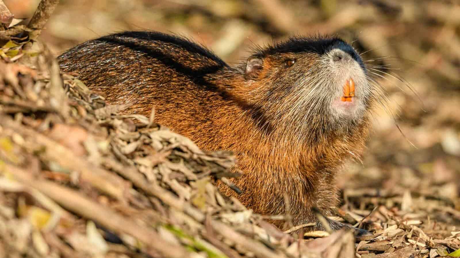 Detailed close-up of a nutria in a natural setting. Perfect for wildlife photography enthusiasts.