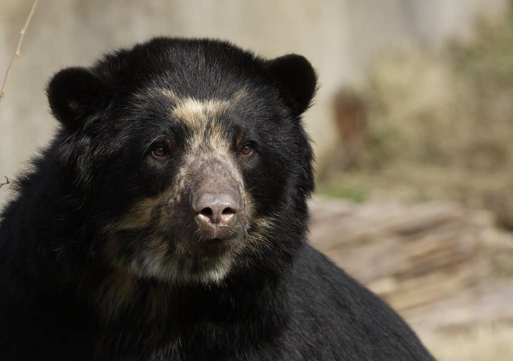 Andean Bear