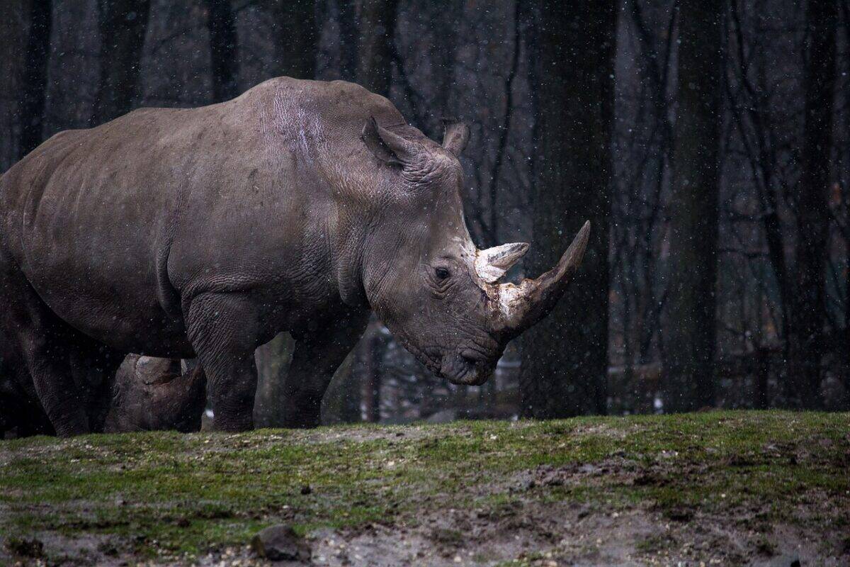 nashorn, hörner, bäume, wald, graues tier, dickhäuter, säugetier, tierwelt, tierfotografie, natur, tier, nashorn, wildes tier, wildlife, nashorn, nashorn, nashorn, nashorn, nashorn, nashorn