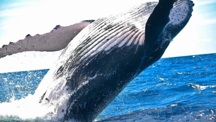 Why Humpback Whales Sing in Accents