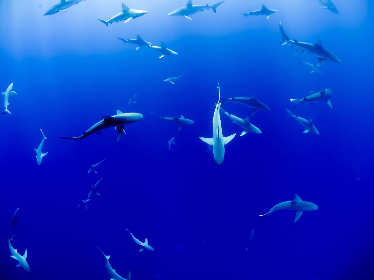 sharks, aquarium, fish, ocean, sea, swimming, underwater, nature, water, blue water, blue ocean, blue sea