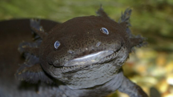 Why Axolotls Are So Hard to Reintroduce Into the Wild