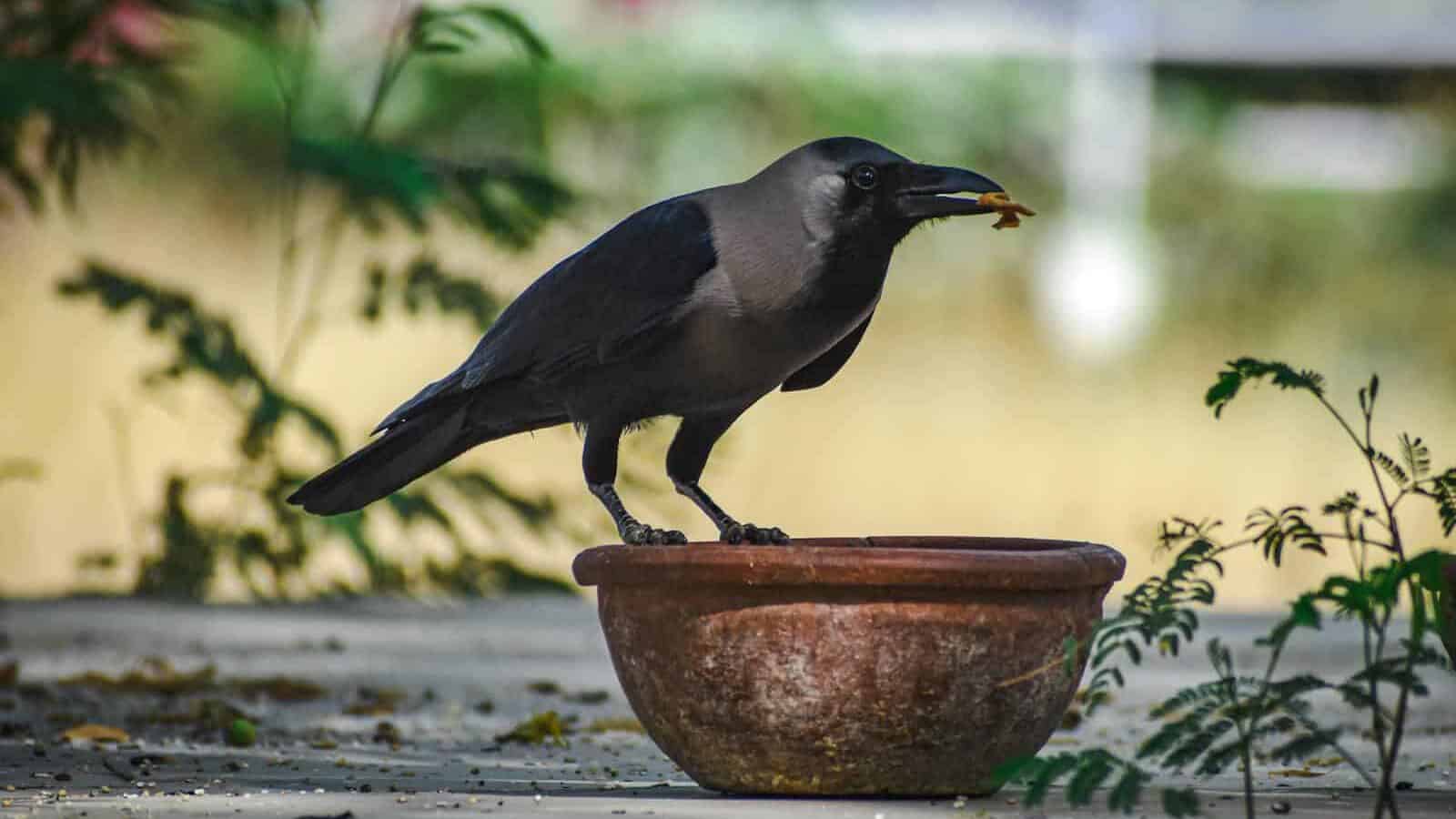 A striking crow perched on a clay bowl, highlighting its elegant black plumage in a natural setting.