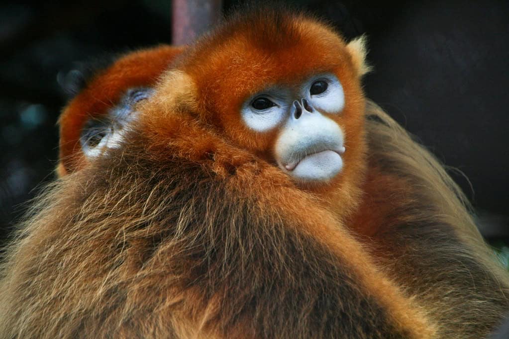 Golden snub-nosed monkey