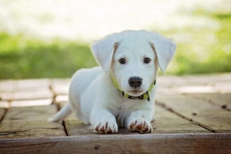 Do Dogs Feel Embarrassment?