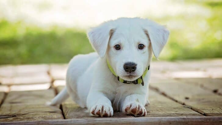 Do Dogs Feel Embarrassment?