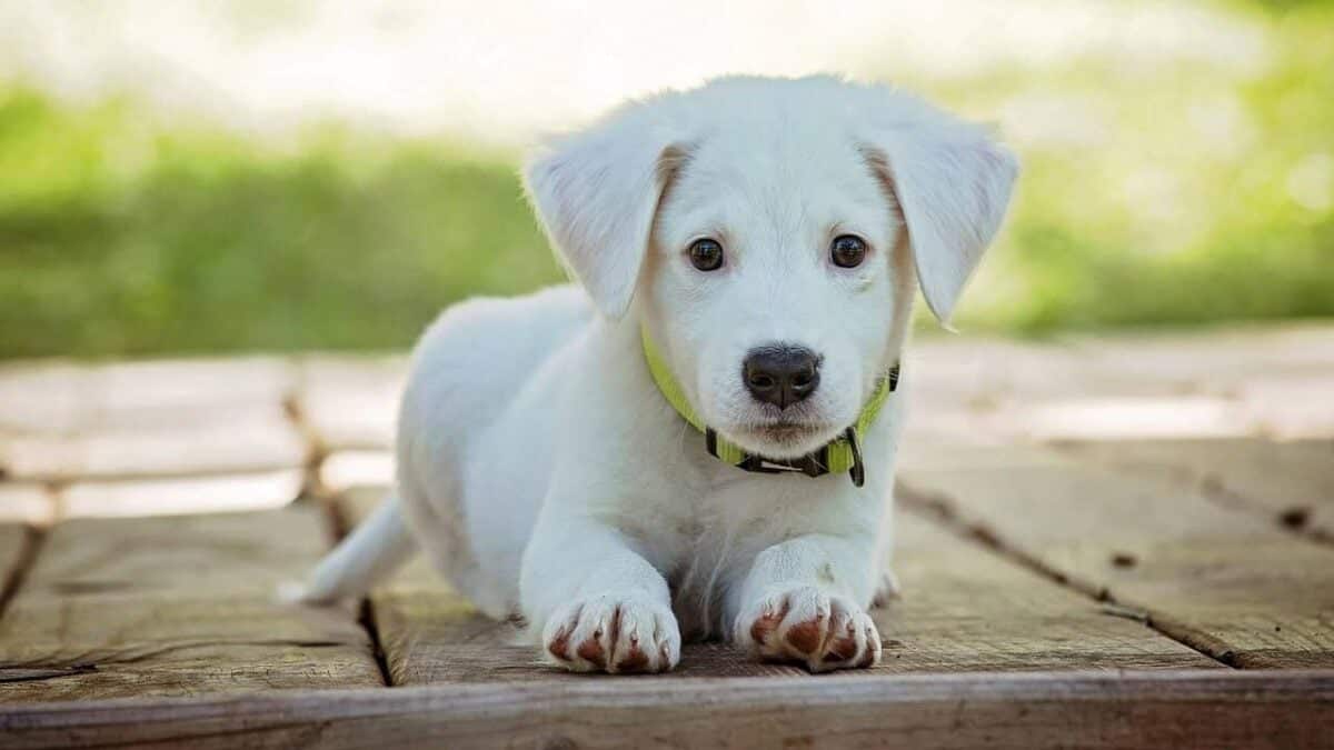 puppy, dog, pet, collar, dog collar, white puppy, white dog, domestic, domestic dog, lying down, nature, portrait, dog portrait, animal, cute, white, adorable, canine, doggy, looking