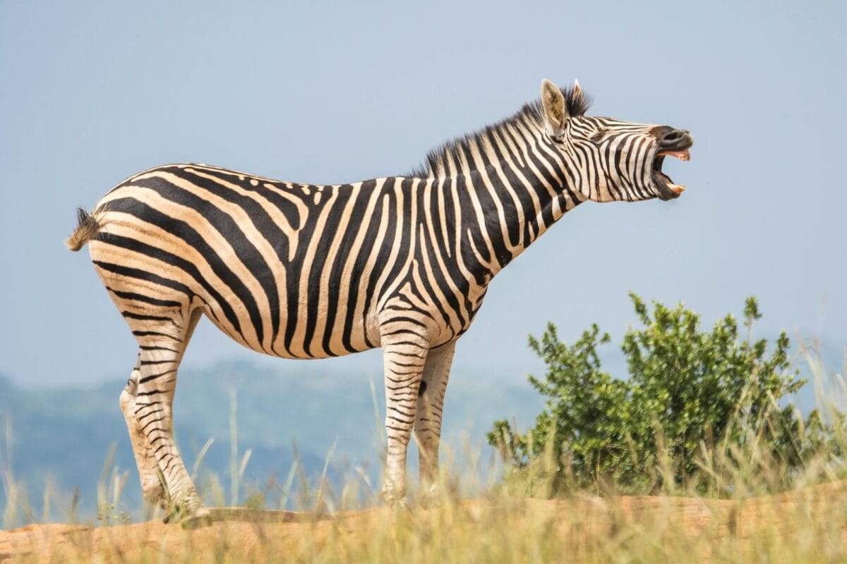Close-up of a zebra yawning in a grassland environment, showcasing its striking stripes.