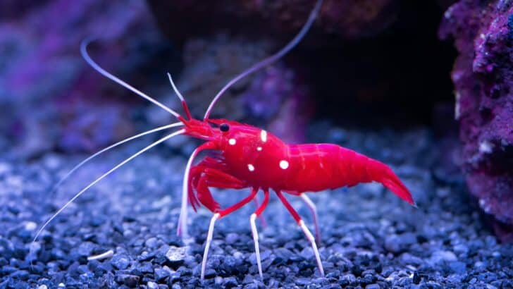 The Ocean’s Loudest Creature Is Smaller Than You’d Think