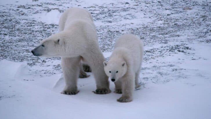 The Truth About Polar Bear Populations and Melting Ice