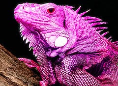 Pink iguana