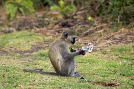 What Makes Vervet Monkeys a Pest in Some Tourist Areas?