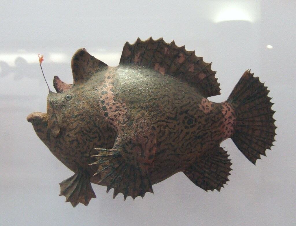 Anglerfish