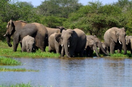 Could Elephants Be Teaching Each Other Survival Strategies?