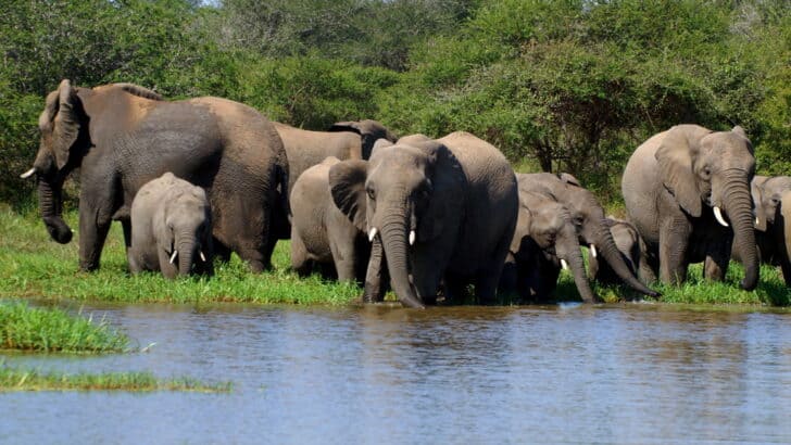 Could Elephants Be Teaching Each Other Survival Strategies?