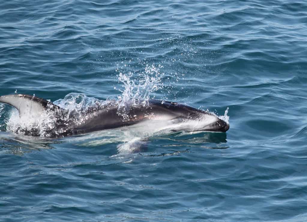 Pacific White-Sided Dolphin
