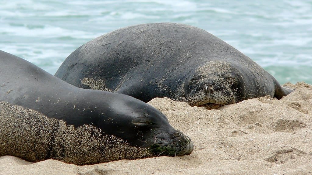 Hawaiian Monk Seal