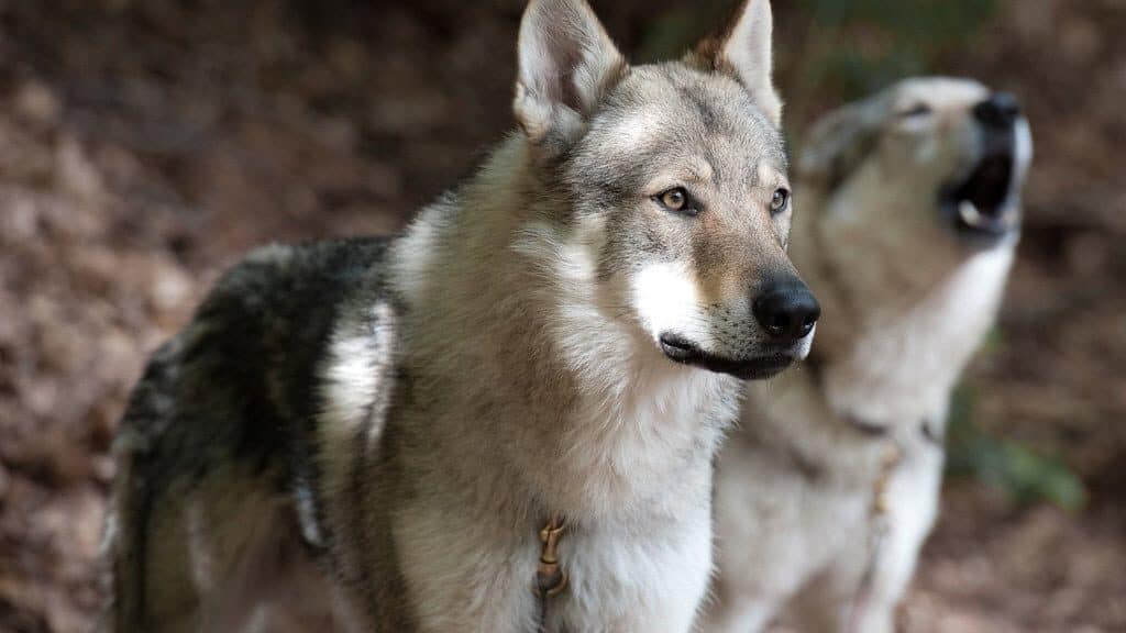 Wolf dog