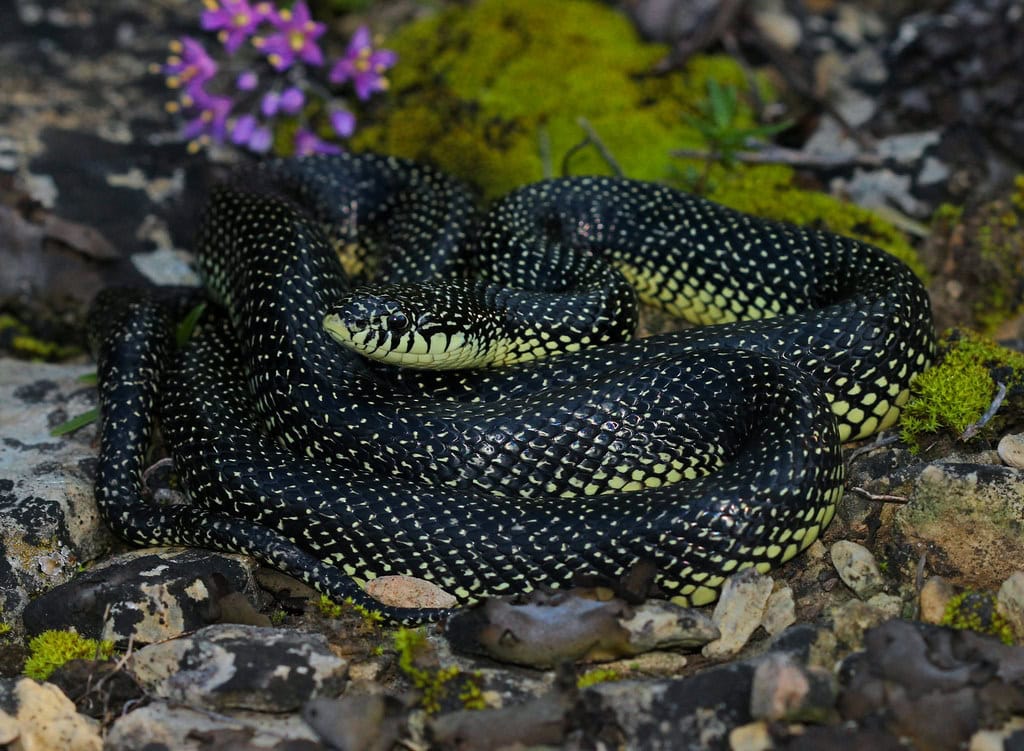 Kingsnake
