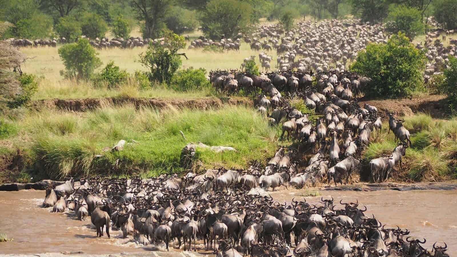 herd of bulls