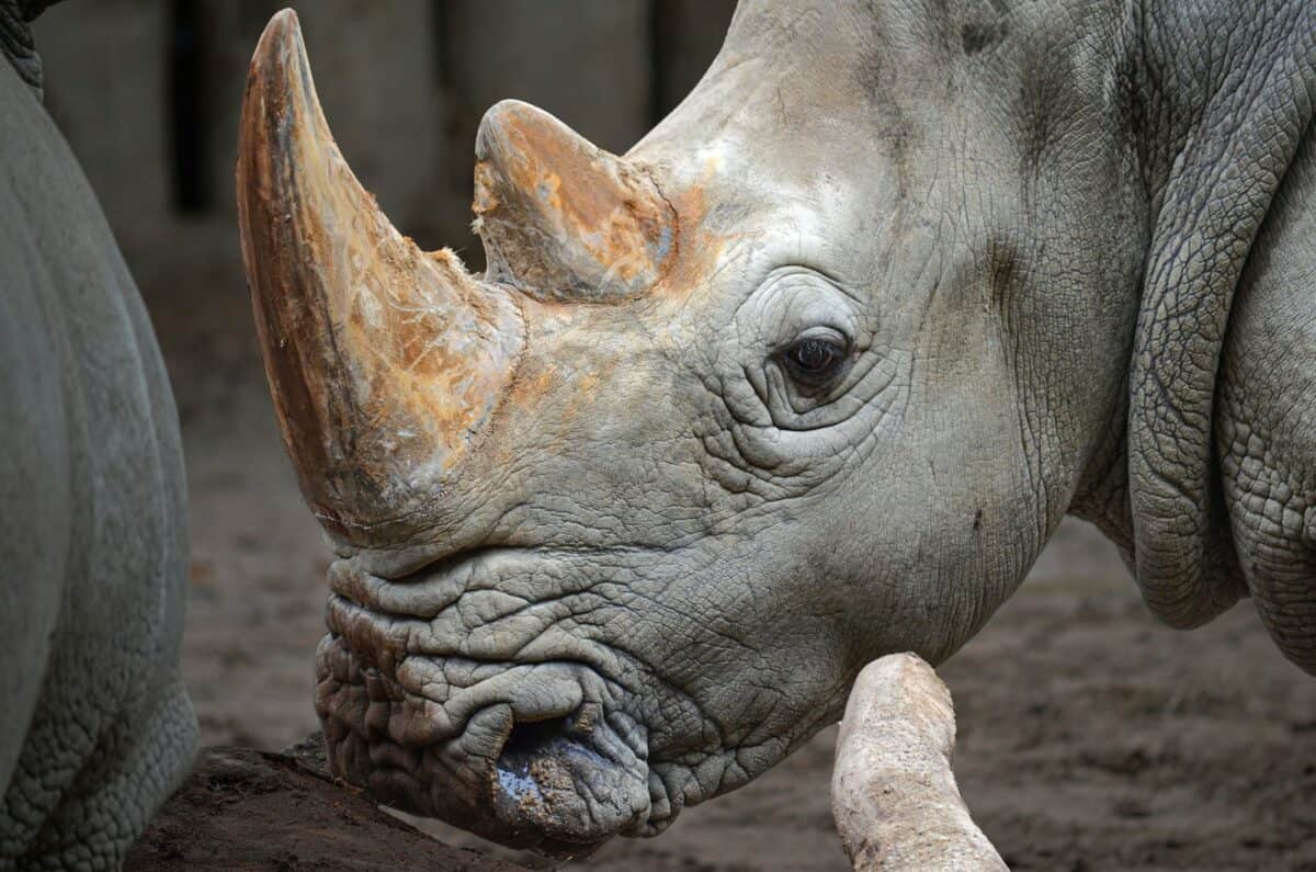 a close up of a rhino's face with it's nose to the