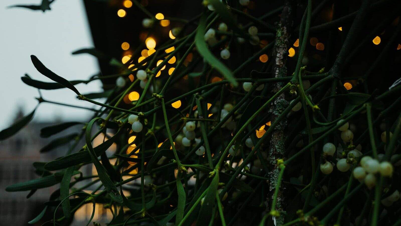 green leafed plant