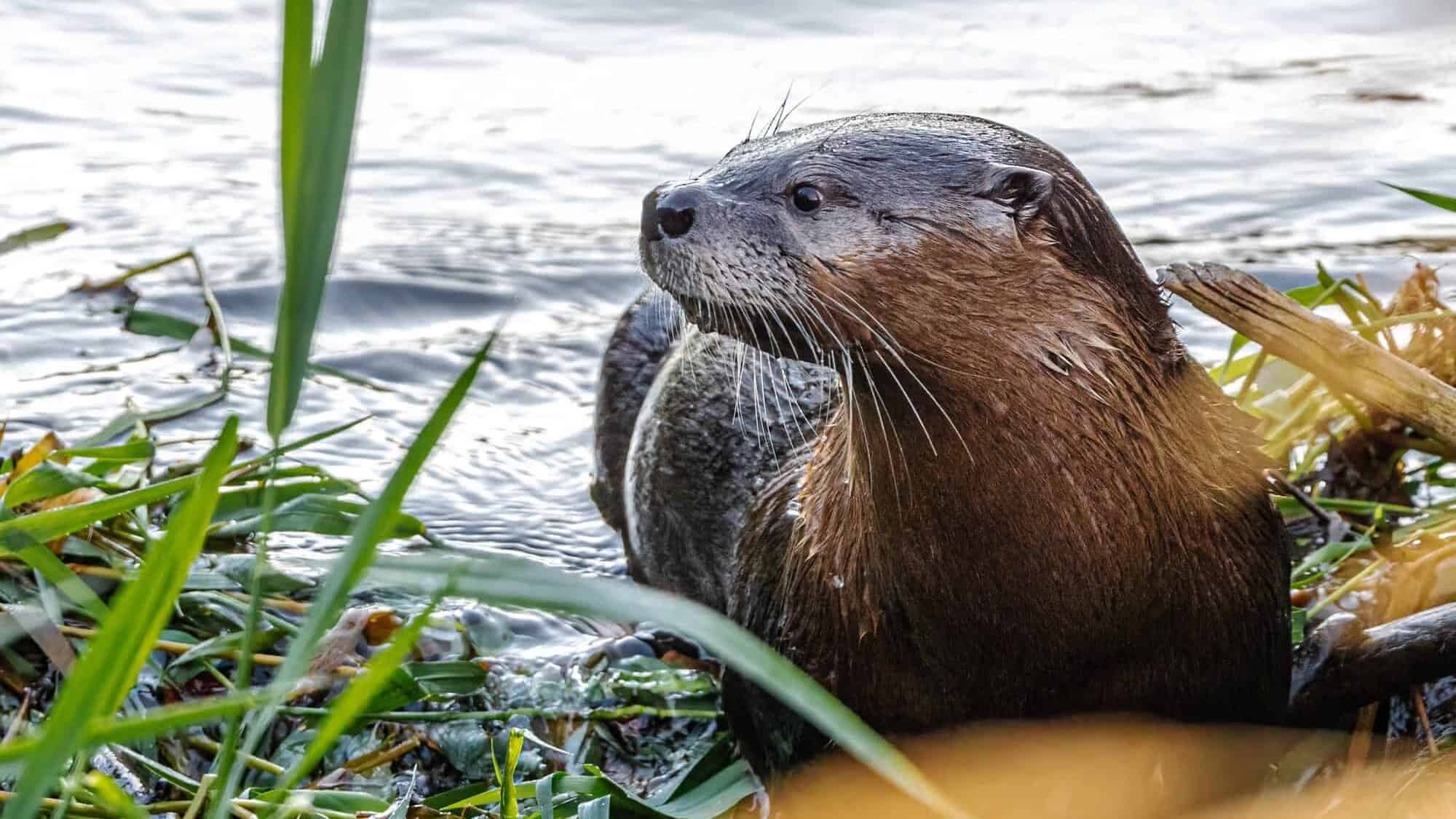 North American River Otter