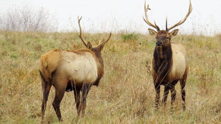 A Frozen Elk Carcass Sheds Light on Ice Age Predators