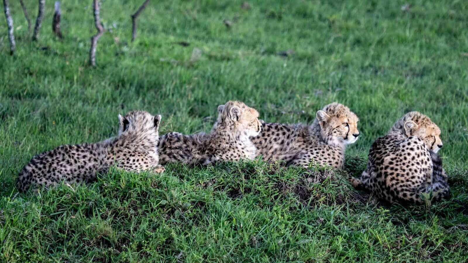 A group of cheetah cubs lying together on lush green grass in a wildlife setting.