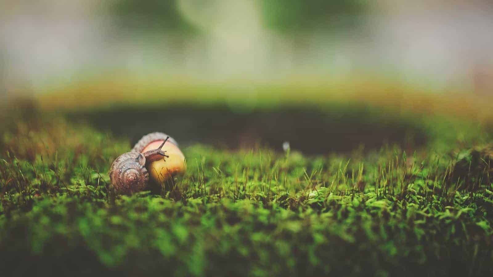 Close-up of a snail on green moss with blurred background, capturing natural beauty outdoors.