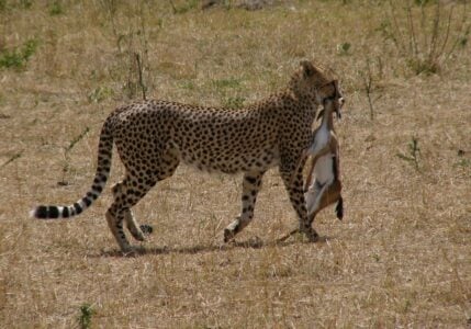 Why Cheetahs Are the Only Big Cats That Hunt During the Day