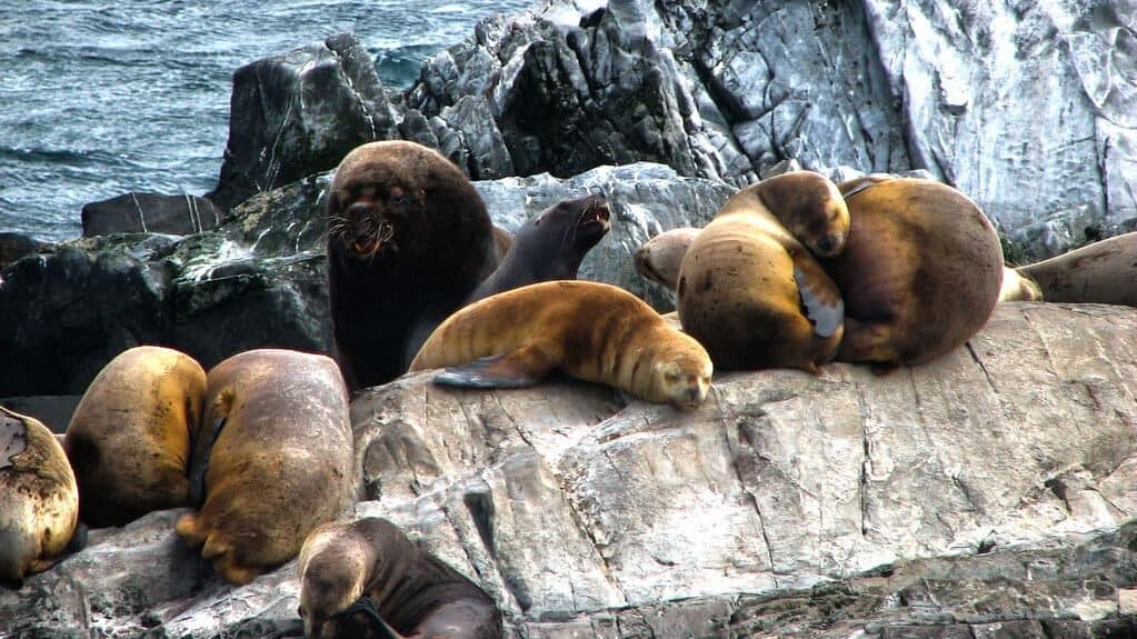 Sea lions