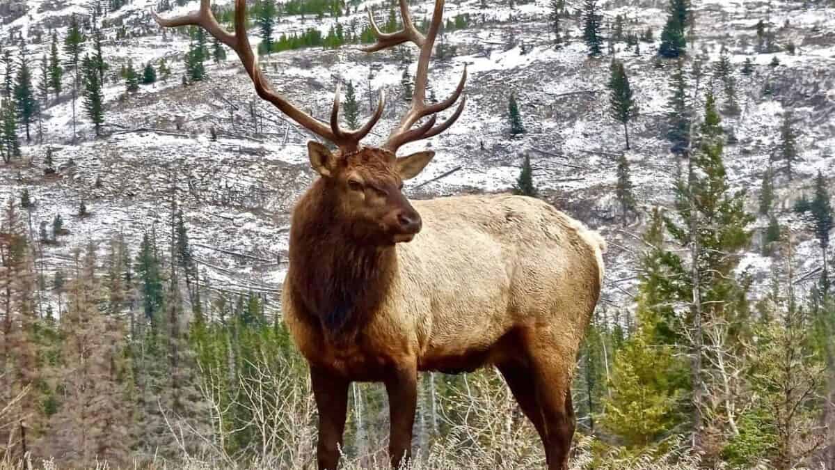stag, elk, antler, male, wilderness, wildlife, elk, elk, elk, elk, elk