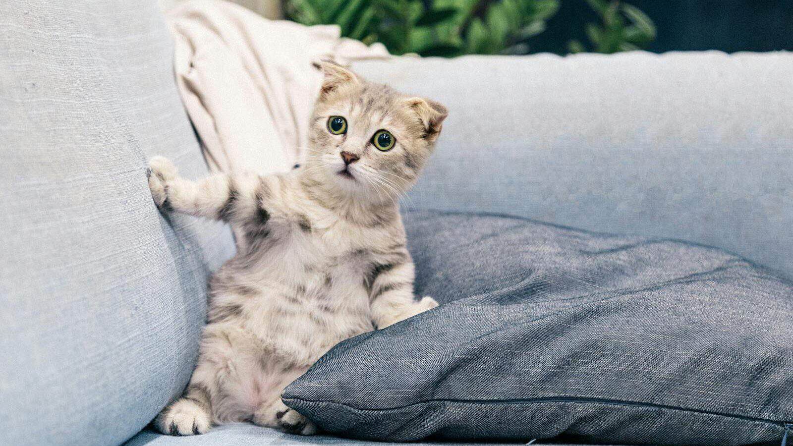 Cute Scottish Fold kitten sitting on a comfy sofa indoors, adding charm to any living space.