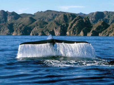 Could Whale Poop Actually Help Fight Climate Change?
