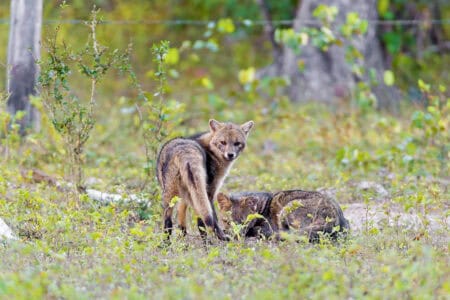 Do Foxes Mate for Life? Inside Their Family Structure