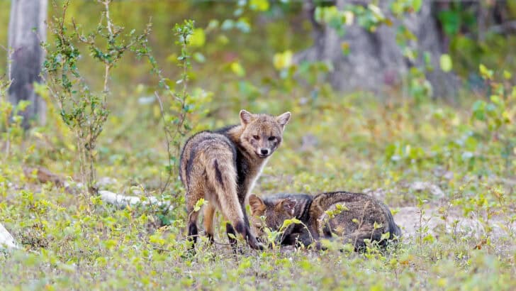 Do Foxes Mate for Life? Inside Their Family Structure