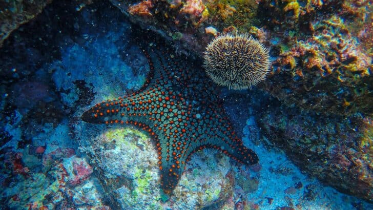 The Secret Behind Starfish Regrowing Limbs
