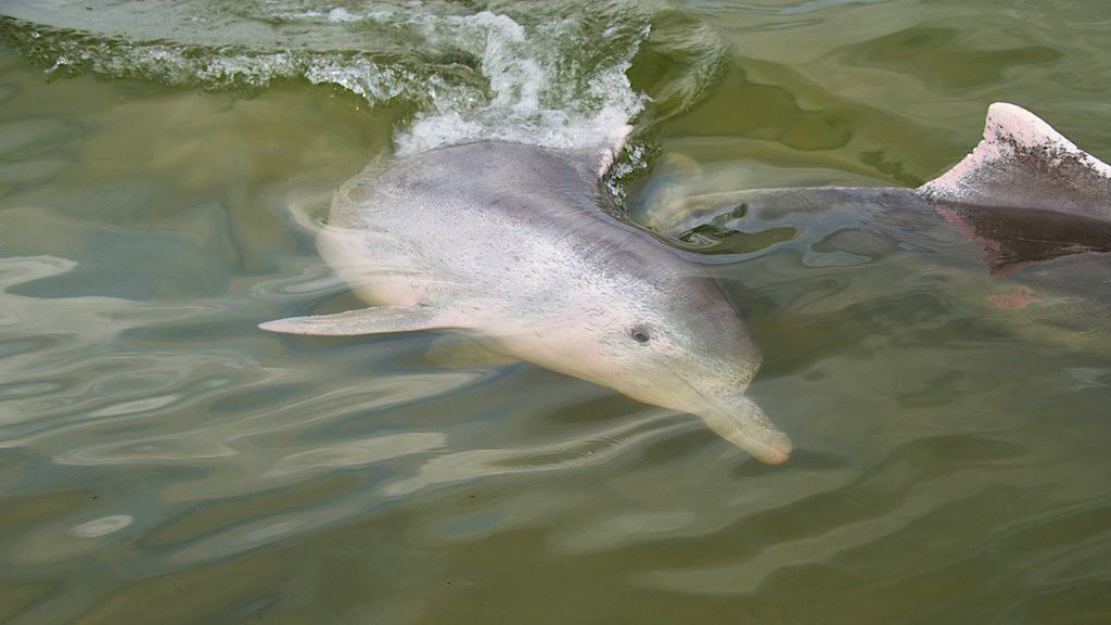 Indo-Pacific humpback dolphin