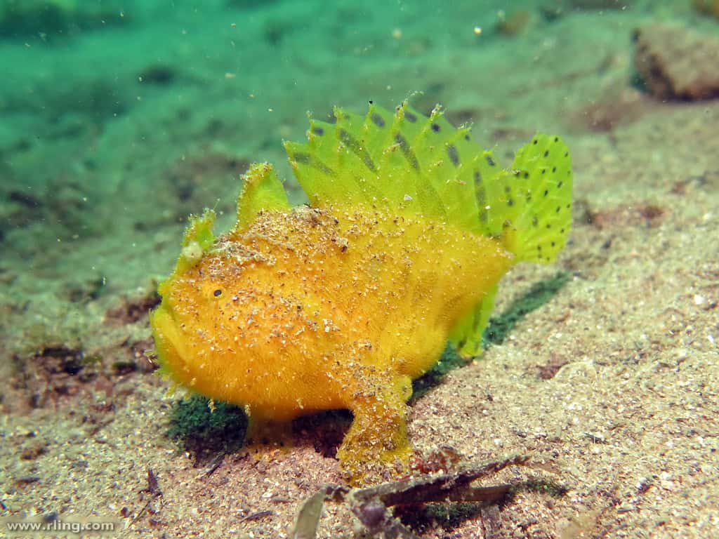Anglerfish. 