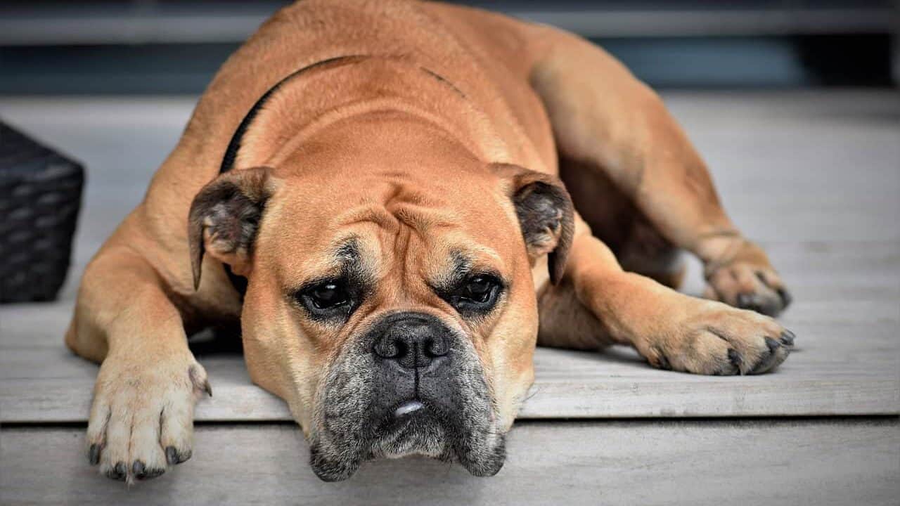 continental bulldog, dog, animal, pet, animal portrait, lazy, tired, bored, boredom, brown dog, fur, animal world, dog portrait, dog breed, purebred, dog, dog, dog, nature, dog, dog